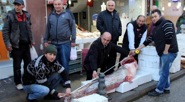 Balıkçılar 2,2 metrelik balık yakaladı