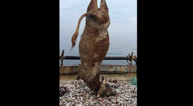 Balıkçıların ağına 700 kiloluk dana takıldı