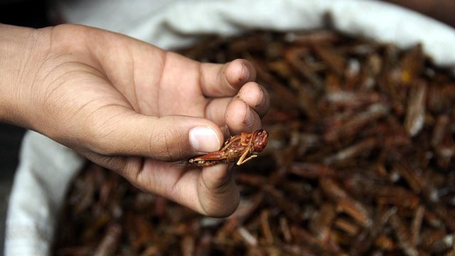 Bolivya'da çekirge istilası nedeniyle acil durum ilan edildi
