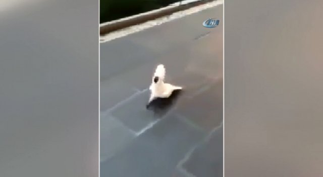 Bu papağan havlıyor Bu papağan havlıyor