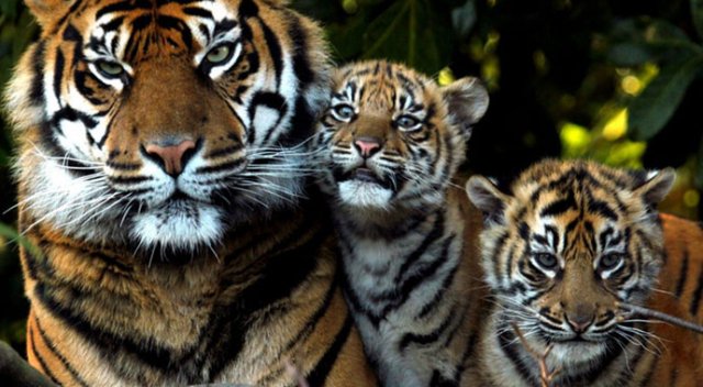 Dünya Bankası: Türkiye büyüme revizyonuyla Asya Kaplanları ligine çıktı