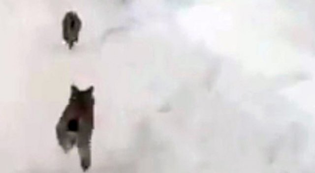 Elazığ’da ’kırmızı liste’deki vaşaklar görüntülendi Elazığ’da ’kırmızı liste’deki vaşaklar görüntülendi