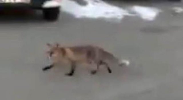 Elazığ'da tilkiler şehre kadar indi Elazığ'da tilkiler şehre kadar indi