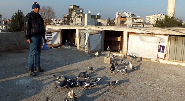 Evinin damında 300 güvercin besliyor Evinin damında 300 güvercin besliyor