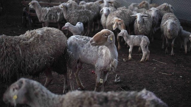 Gazzeli besicilerin korkulu rüyası: Şap hastalığı Gazzeli besicilerin korkulu rüyası: Şap hastalığı