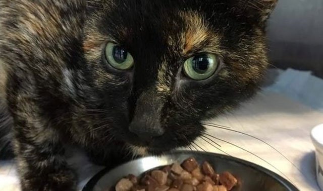 Hollanda'da kaybolan kedi Viyana'da bulundu Hollanda'da kaybolan kedi Viyana'da bulundu