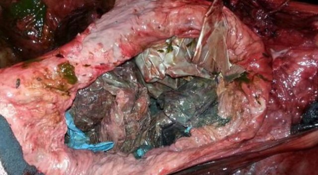 Karaya vuran balinanın midesinden 30 plastik poşet çıktı