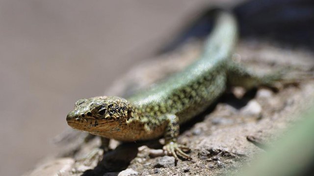 Karnında canlı embriyo taşıyan &#039;sunturlu-kafalı kertenkele&#039; fosili keşfedildi