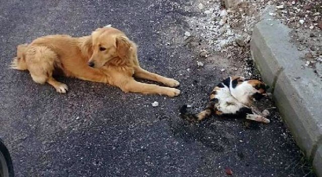 Kedi ve köpekleri tarım ilaçlı etle zehirlediler Kedi ve köpekleri tarım ilaçlı etle zehirlediler