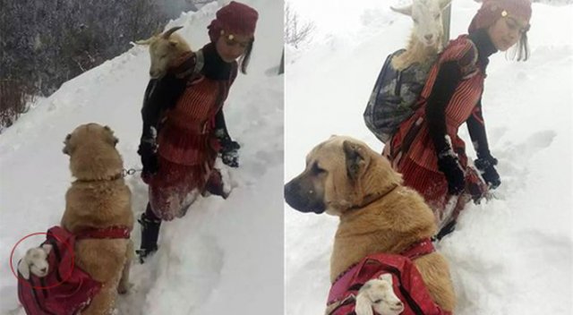 Rize'de çekilen fotoğrafın sırrı ortaya çıktı Rize'de çekilen fotoğrafın sırrı ortaya çıktı