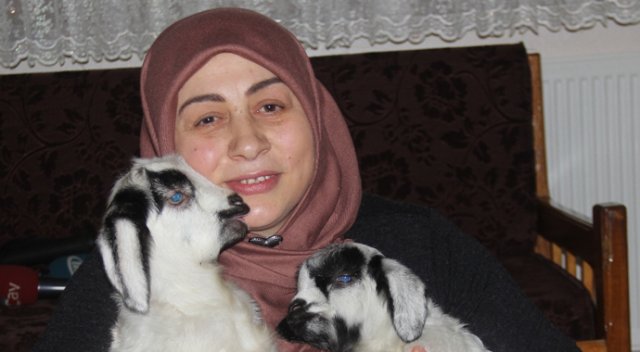 Rizeli Kaputoğlu ailesi kuzuları evinde besliyor Rizeli Kaputoğlu ailesi kuzuları evinde besliyor