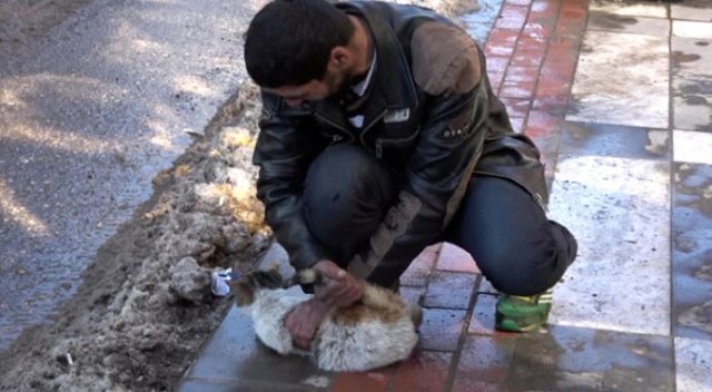 Sokak ortasında kediye akıl almaz işkence