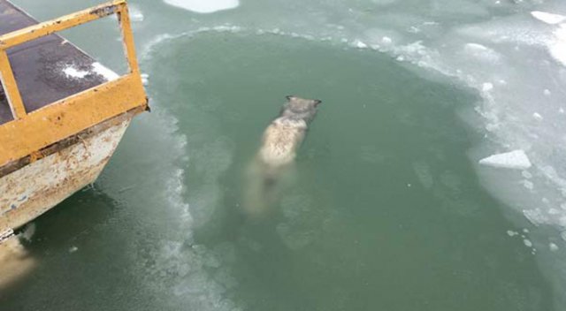 Suya düşen köpek donarak öldü Suya düşen köpek donarak öldü