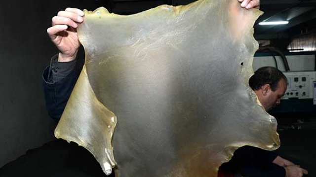 Türk firması &#039;şeffaf deri&#039; üretti! Siparişler patladı