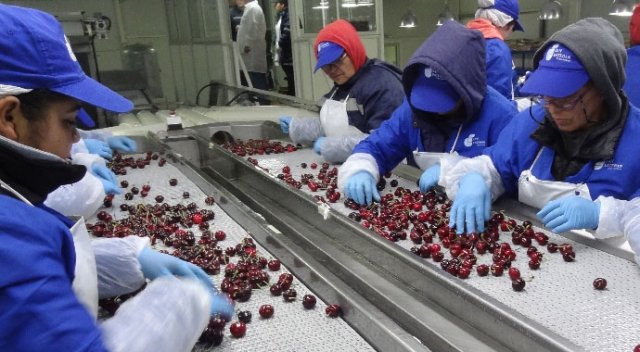 Türk kirazı ve üzümü Almanya’dan Avrupa’ya açılacak Türk kirazı ve üzümü Almanya’dan Avrupa’ya açılacak