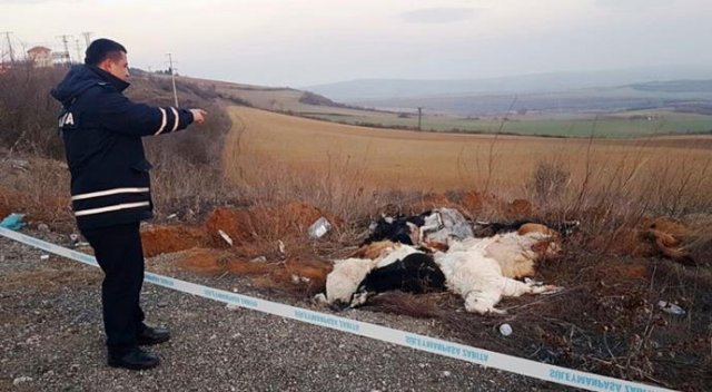 Yol kenarında ölü bulunan 15 keçi de...
