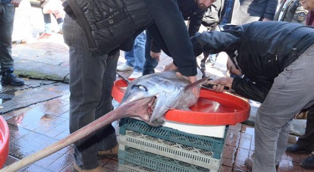 2 metre boyunda kılıç balığı yakaladılar