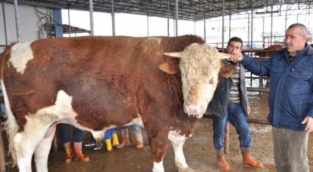 780 kilo karkas eti çıkan 'Ağa' sahibini zengin etti 780 kilo karkas eti çıkan 'Ağa' sahibini zengin etti