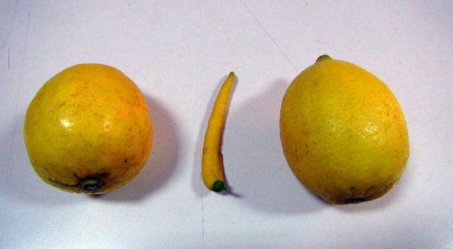 Biber görünümlü limon şaşırtıyor