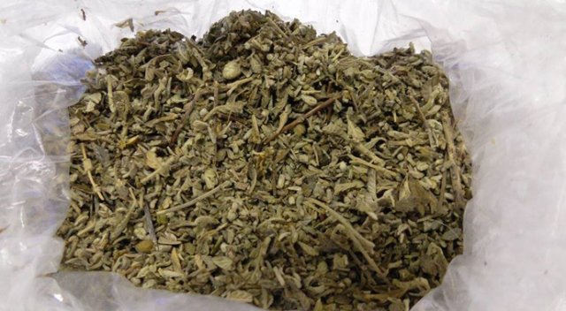 Bonzai taşırken yakalandı! Bonzai taşırken yakalandı!