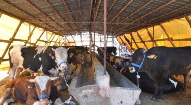 Elazığ'da iki köyde şap karantinası Elazığ'da iki köyde şap karantinası