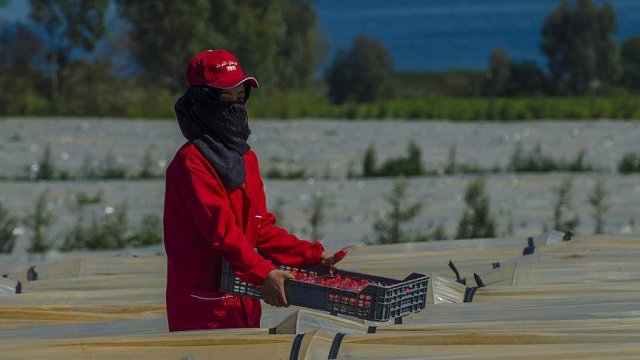 Faslı tarım işçilerinin 'Kadınlar Günü' Faslı tarım işçilerinin 'Kadınlar Günü'