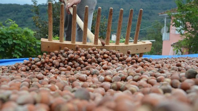 Fındık üreticilerine 800 milyon liralık destek Fındık üreticilerine 800 milyon liralık destek