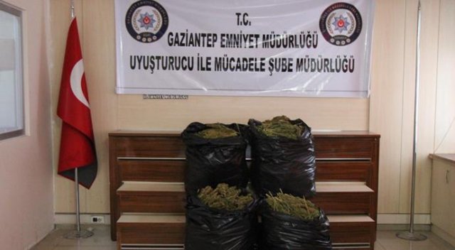 Gaziantep'te 50 kilo esrar ele geçirdi Gaziantep'te 50 kilo esrar ele geçirdi