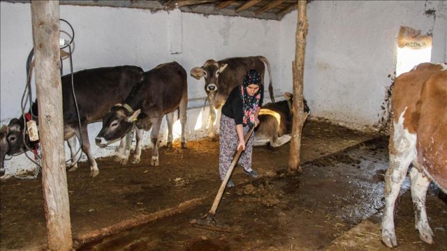 Hayvancılık yatırımlarına hibe desteği Hayvancılık yatırımlarına hibe desteği
