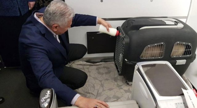 Kendi köyünde sevdiği kuzular Başbakan'a hediye edildi Kendi köyünde sevdiği kuzular Başbakan'a hediye edildi