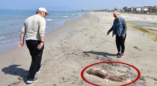 Kuşadası sahilinde korkunç görüntü!