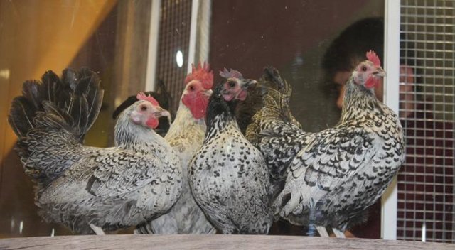 Onlarca çeşit süs tavuğu müzayedede satışa çıktı Onlarca çeşit süs tavuğu müzayedede satışa çıktı