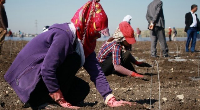 Saatlik ücretleri 4 lira 45 kuruş Saatlik ücretleri 4 lira 45 kuruş