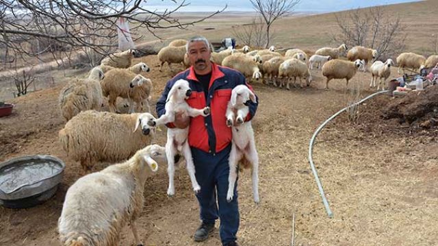 Sertifikalı çobanlar, sürü sahibi oldu Sertifikalı çobanlar, sürü sahibi oldu