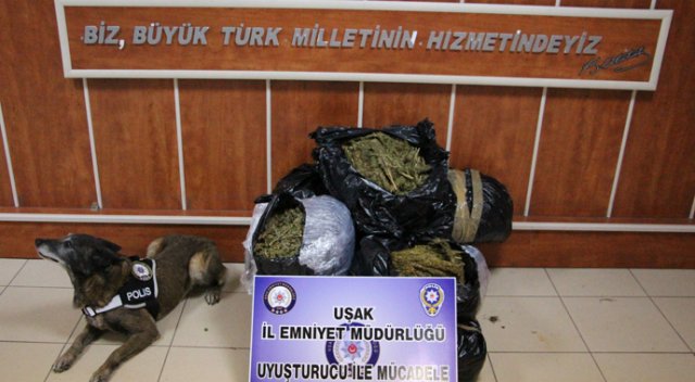 Uşak’ta 49 kilodan fazla esrar ele geçirildi Uşak’ta 49 kilodan fazla esrar ele geçirildi