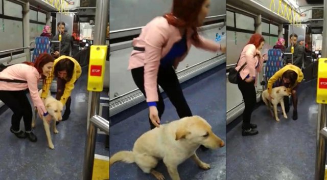Yağmurdan kaçan köpek belediye otobüsüne sığındı