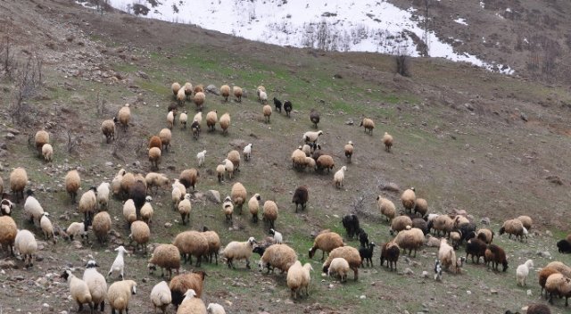 6 bin TL maaşla çoban aranıyor
