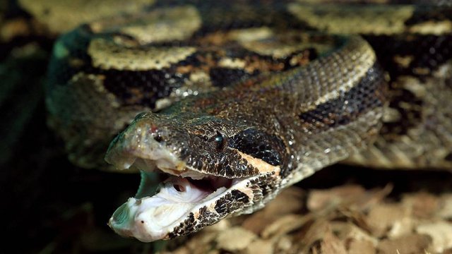 ABD'de bir evden 100 ölü piton çıktı ABD'de bir evden 100 ölü piton çıktı
