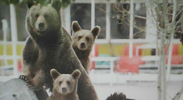 Ailecek kış uykusundan uyanan ayılar merkezde böyle görüntülendi Ailecek kış uykusundan uyanan ayılar merkezde böyle görüntülendi