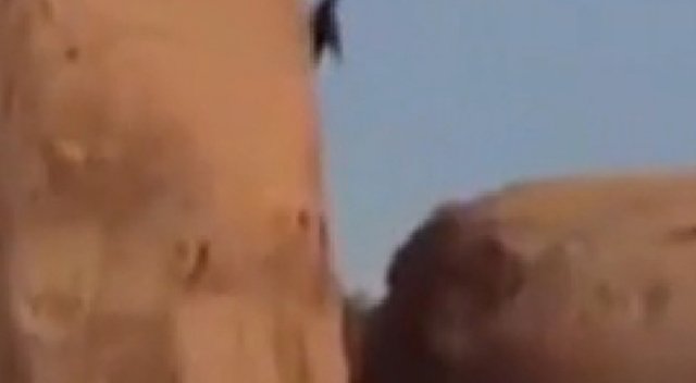 Suudi Arabistan&#039;da keçiler atlama yatağı ile böyle kurtarıldı