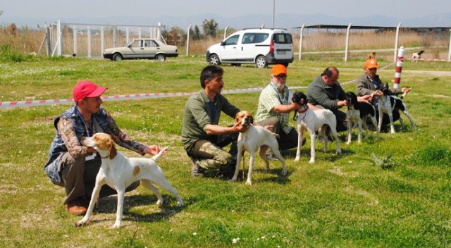 Aydın’da köpekler podyuma çıktı Aydın’da köpekler podyuma çıktı