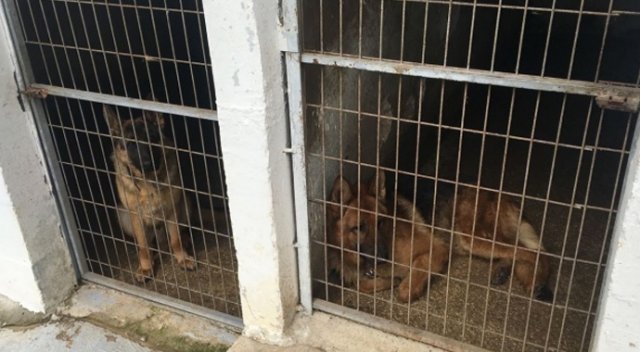 Çiftlikte Bengal kedisi ve yabani kurtlar ele geçirildi Çiftlikte Bengal kedisi ve yabani kurtlar ele geçirildi