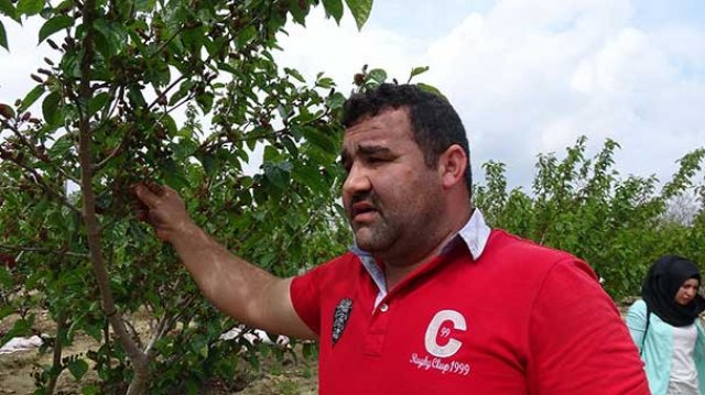 Fidanlara pekmez verdi, sonuç şaşırttı! Fidanlara pekmez verdi, sonuç şaşırttı!