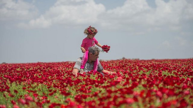 Gelinciklerin görsel şöleni