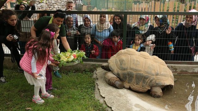 Kaplumbağa 'Tuki' 97 yaşına girdi Kaplumbağa 'Tuki' 97 yaşına girdi