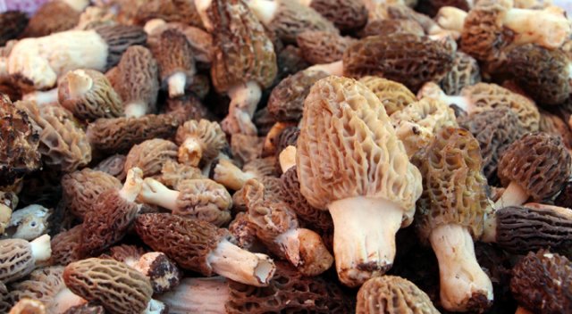 Kuzugöbeği mantarı kurusunun kilosu bin liraya alıcı buluyor Kuzugöbeği mantarı kurusunun kilosu bin liraya alıcı buluyor