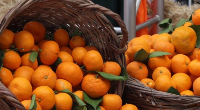 Martta zam şampiyonu mandalina