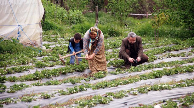 Padişah sofralarının vazgeçilmezi Osmanlı Çileği için üreticiler gün sayıyor