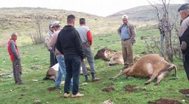 Sürüye yıldırım düştü, 15 inek telef oldu