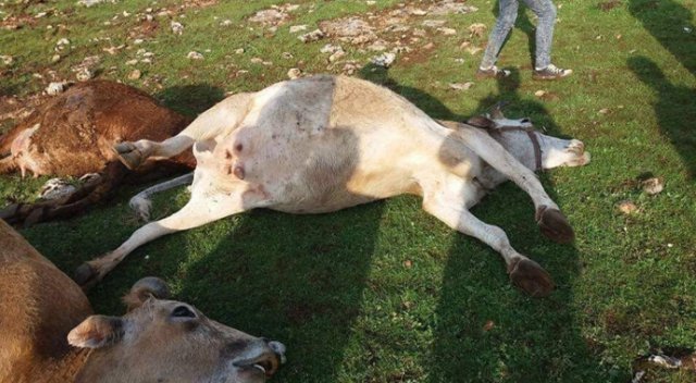 Sürüye yıldırım düştü: 15 inek telef oldu